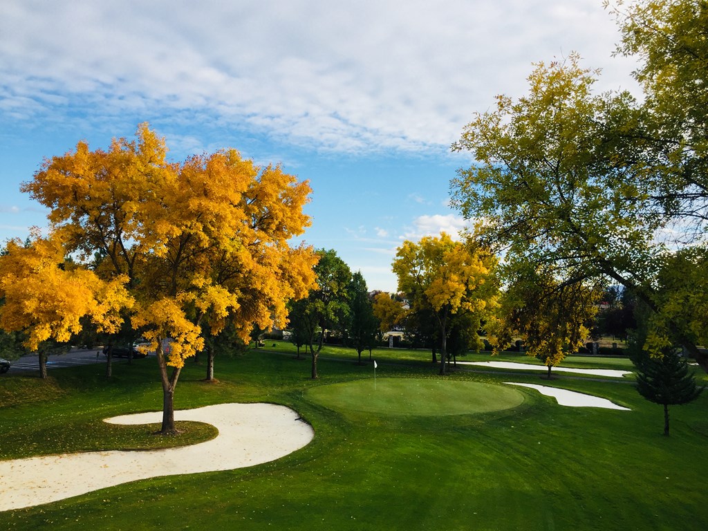 A tree with yellow leaves is in the middle of a grassy area.