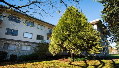 A large tree in front of a building with a clear blue sky.