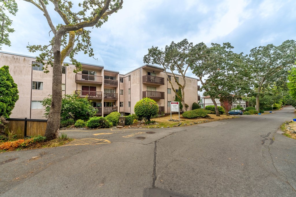 A tree in front of apartment buildings.