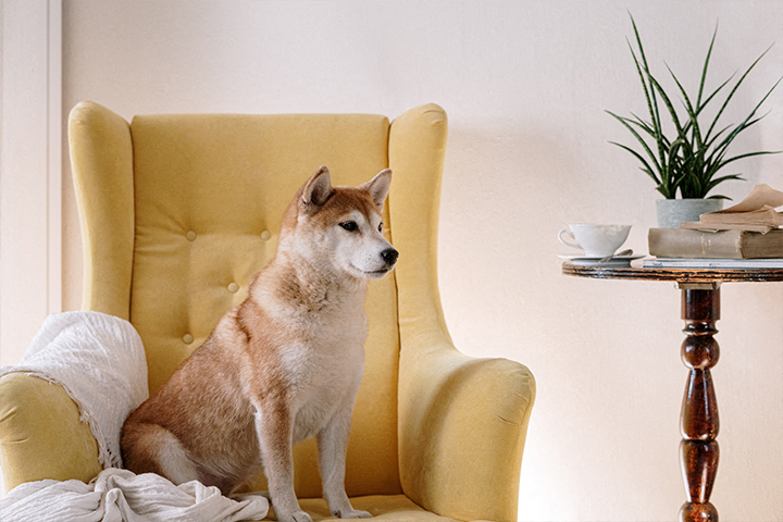 a dog sitting in a yellow chair next to a table
