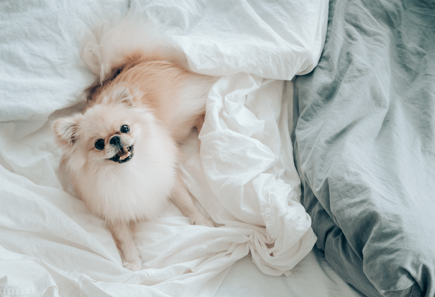 a dog laying in bed with a white comforter