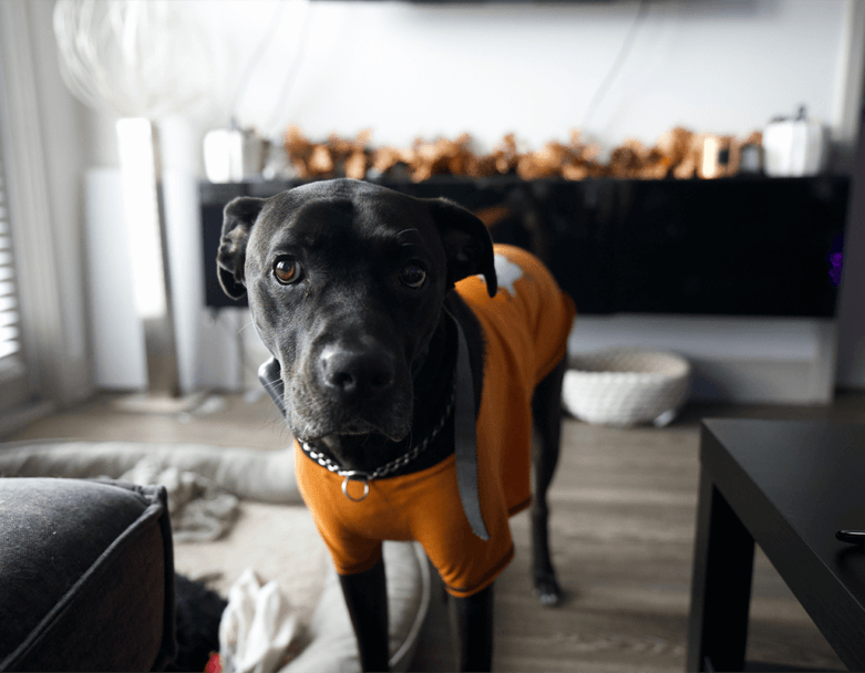 a black dog wearing an orange shirt standing in a living room
