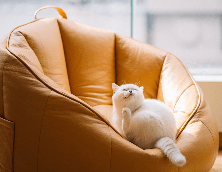 a white cat laying on a brown leather chair