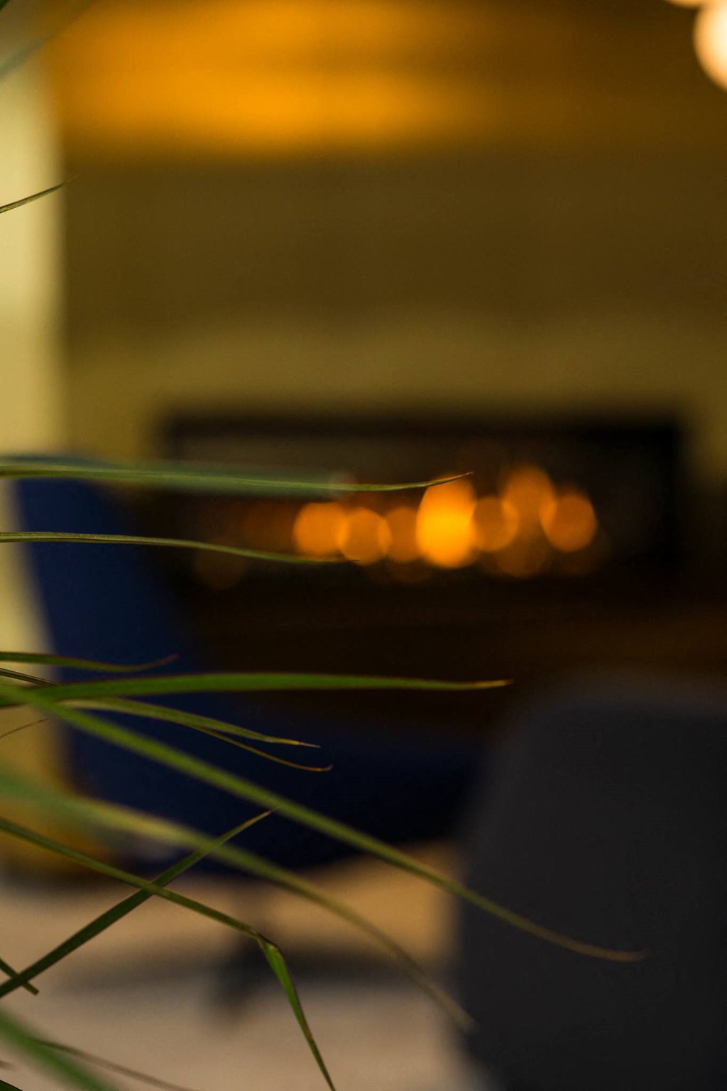 a close up of a green plant on a table