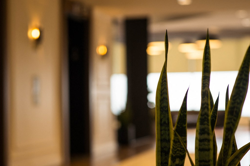 a plant in a room with other plants