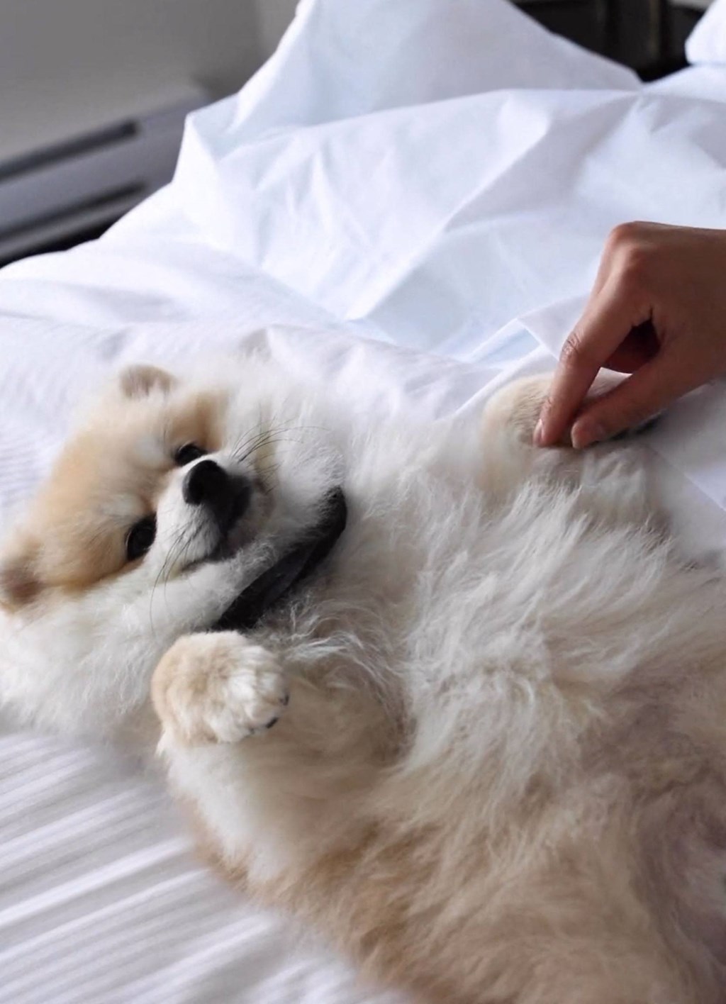 a dog laying on its back on a bed