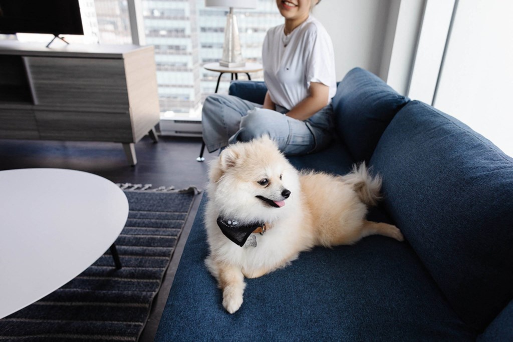 a dog laying on a couch with a woman sitting on the couch in the background
