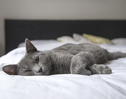 a gray cat laying on a bed