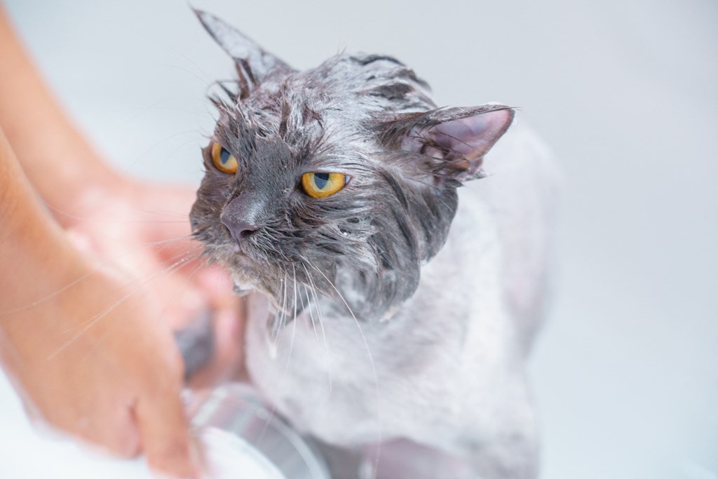 a cat being washed in a bathtub