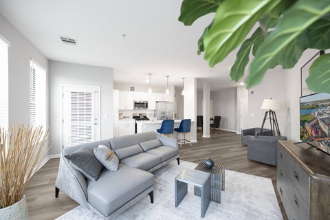 A living room with a grey sofa and a white rug.