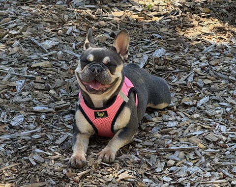 A dog wearing a pink harness is sitting on wood chips.
