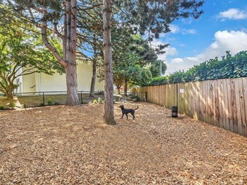 Dog Park - Photo Gallery 24