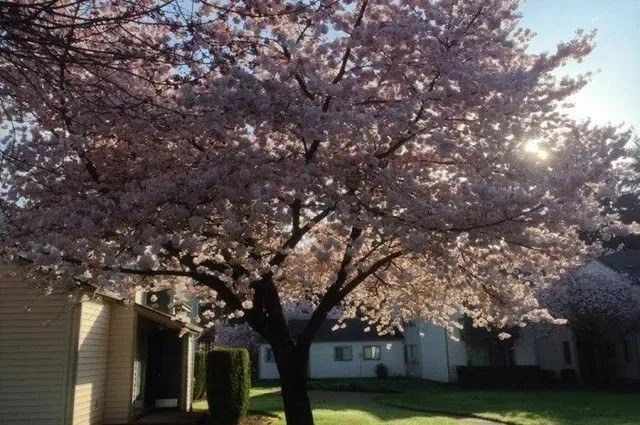 Sawyer Pointe Apartments - Scappoose, Oregon