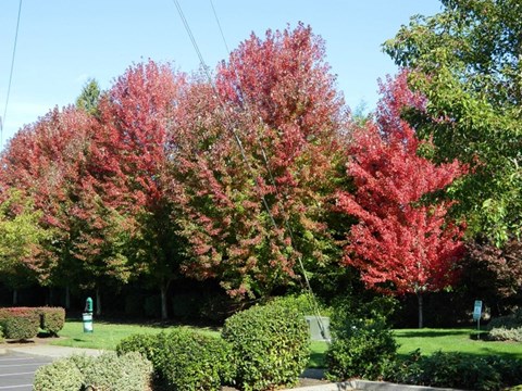 Springwater Trail Apartments Outdoor Area