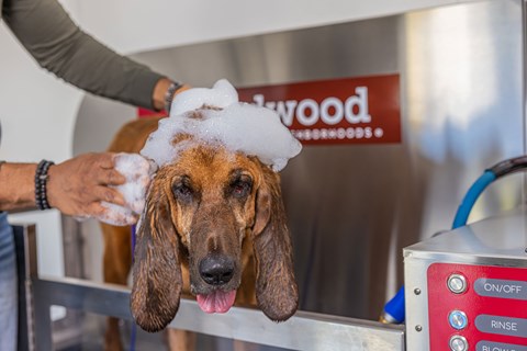 Redwood Whiteland IN apartment rentals pet wash