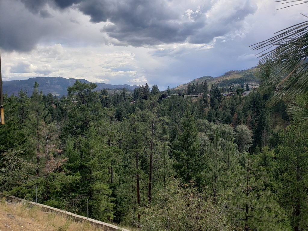 A forest of trees with a cloudy sky above.