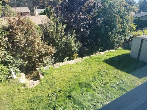 A backyard with a lawn and trees.