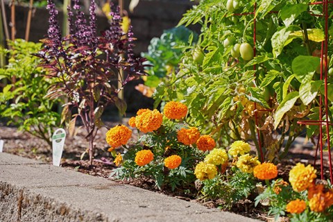 a garden with flowers and plants next to a sidewalk