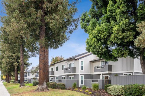 A row of houses with trees in front.