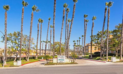 rows of tall palm trees in front of a street with a sign