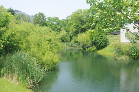 A serene lake surrounded by lush greenery and a white building in the distance.