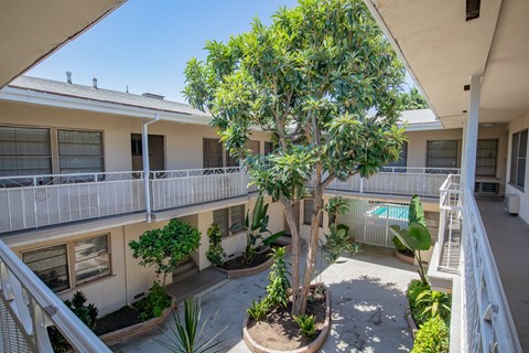 A tree in a courtyard surrounded by buildings.