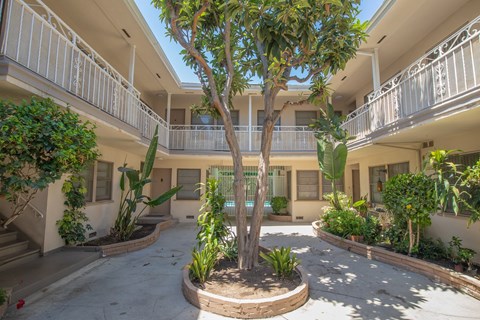 A courtyard with a tree in the middle and plants on the sides.