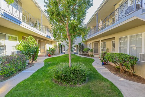 A tree in a courtyard surrounded by buildings.