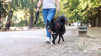 A person walking a black dog on a leash in a park.