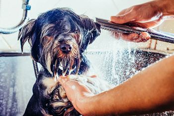 a person giving a dog a bath in the shower