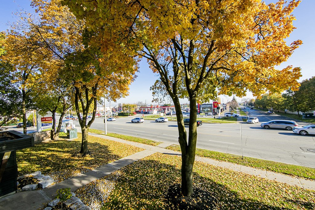 a city street with cars driving down it and trees with yellow leaves on the ground
