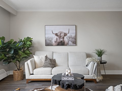a highland cow photographic art print on canvas