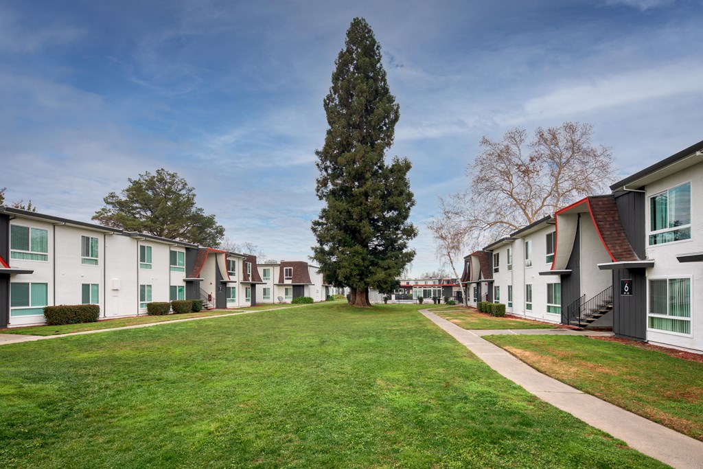 a grassy area with a tree in the middle of it