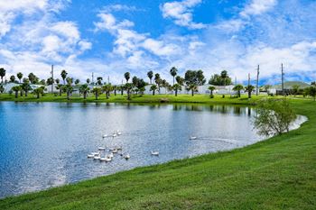 a large pond with several ducks in it and palm trees in the background