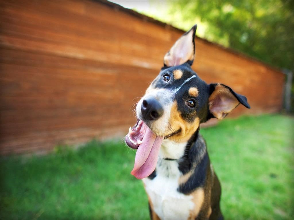 a dog sitting in the grass with its tongue hanging out
