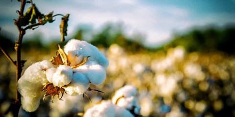 a field of cotton plants in a field