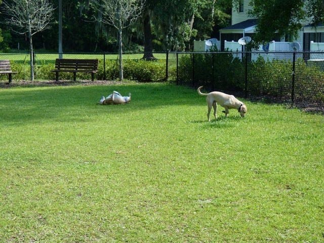 two dogs playing in a field of grass