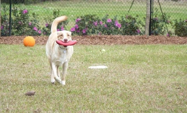 a dog running with a frisbee in its mouth