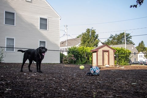 a black dog standing next to a ball in a backyard
