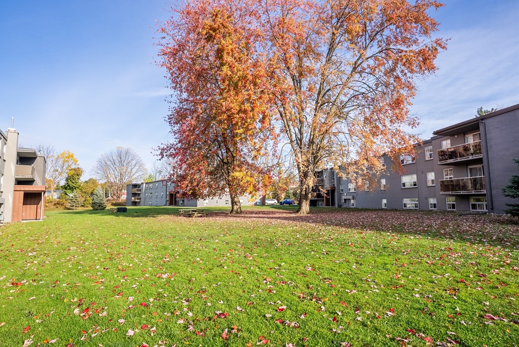 A grassy field with a tree with orange leaves in front of the Oakland apartment buildings.