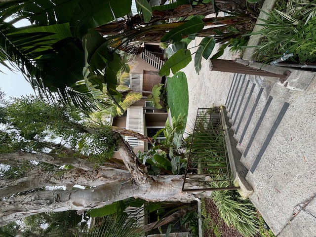 trees next to a walkway