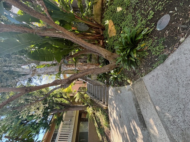 an overhead view of a tree and a staircase