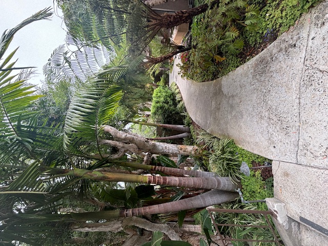 trees next to a walkway