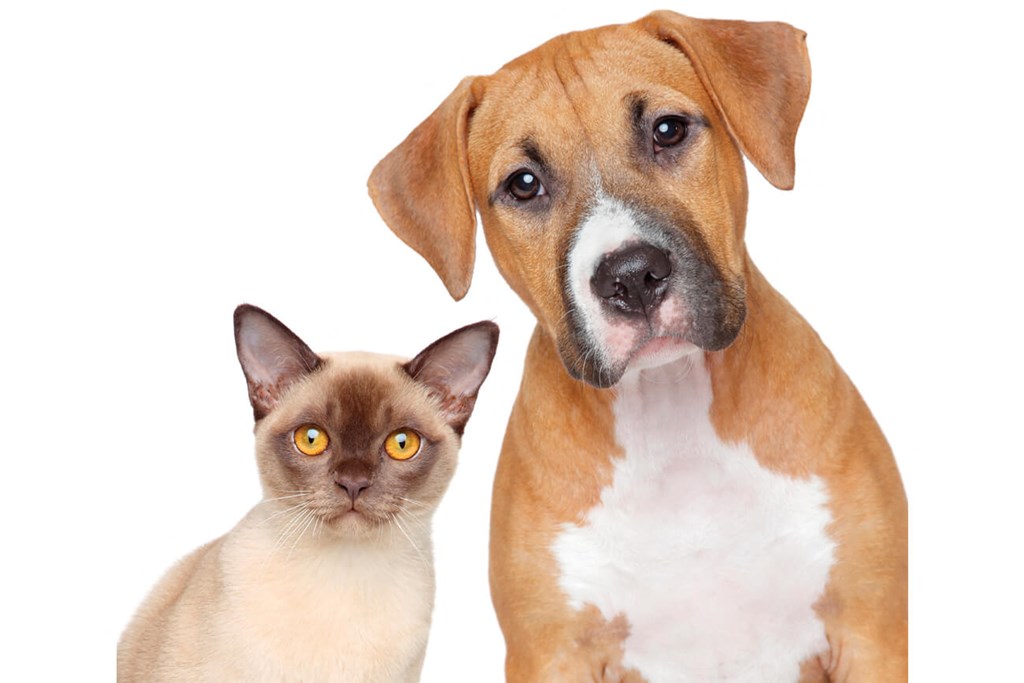 A brown and white dog and a Siamese cat are looking at the camera.