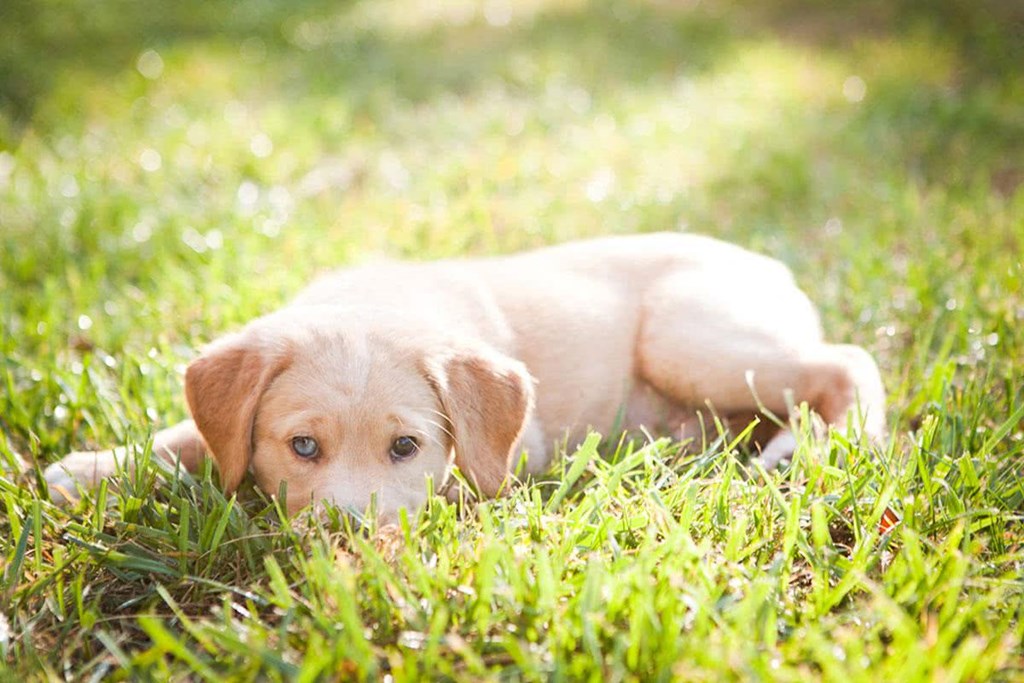 a yellow labrador retriever puppy laying in the grass