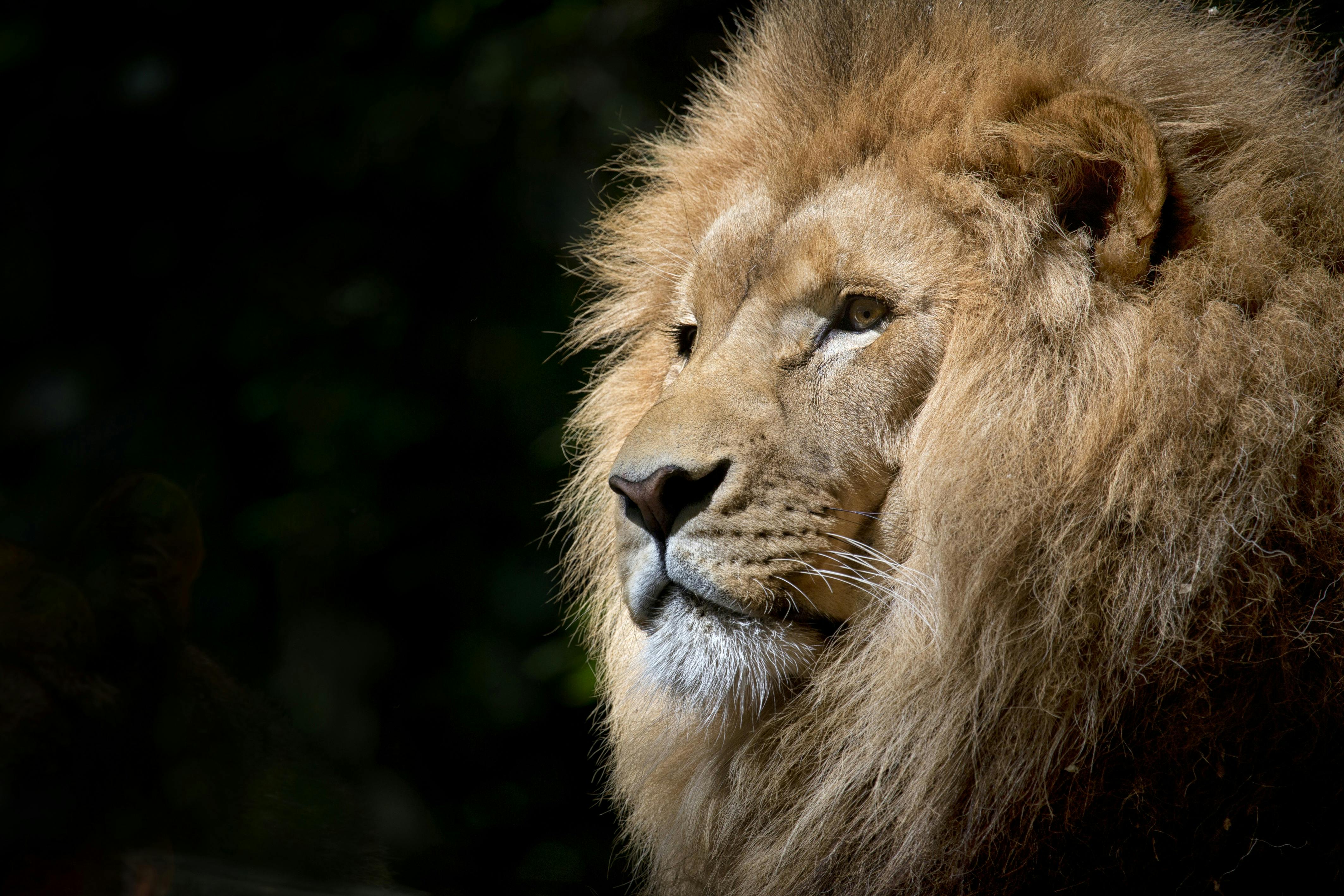 A lion with a golden mane and a focused gaze.