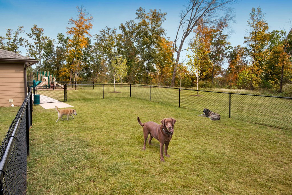 a brown dog standing in a fenced yard with other dogs
