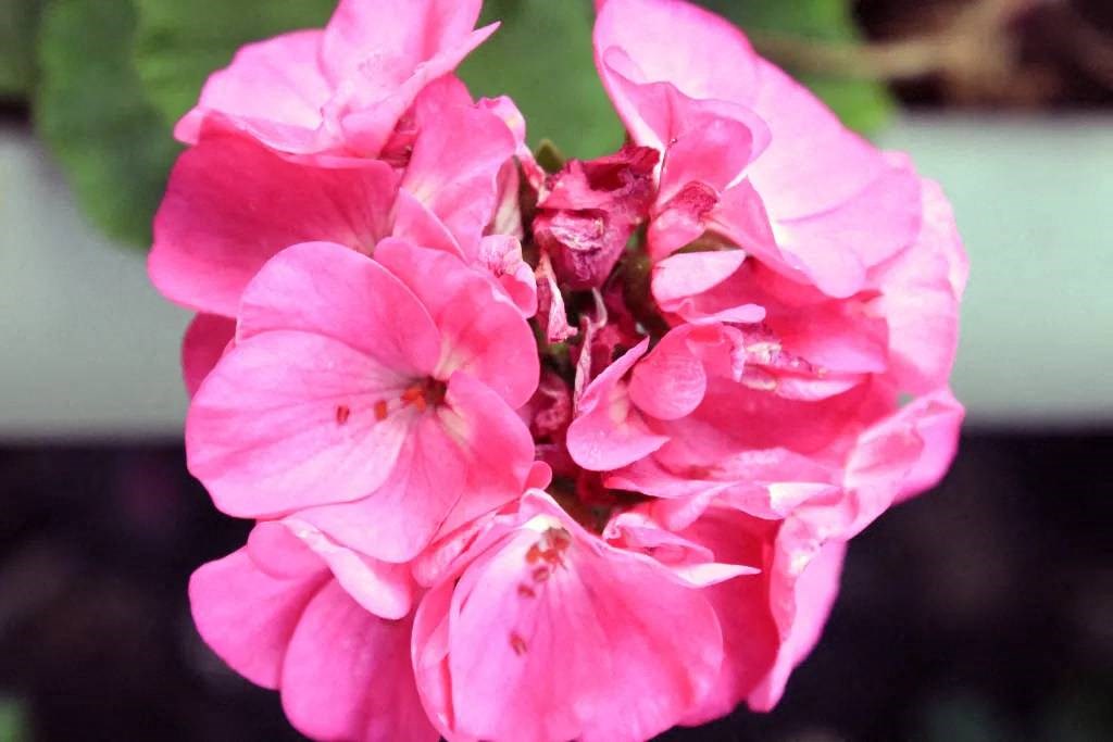 a close up of a flower with pink petals
