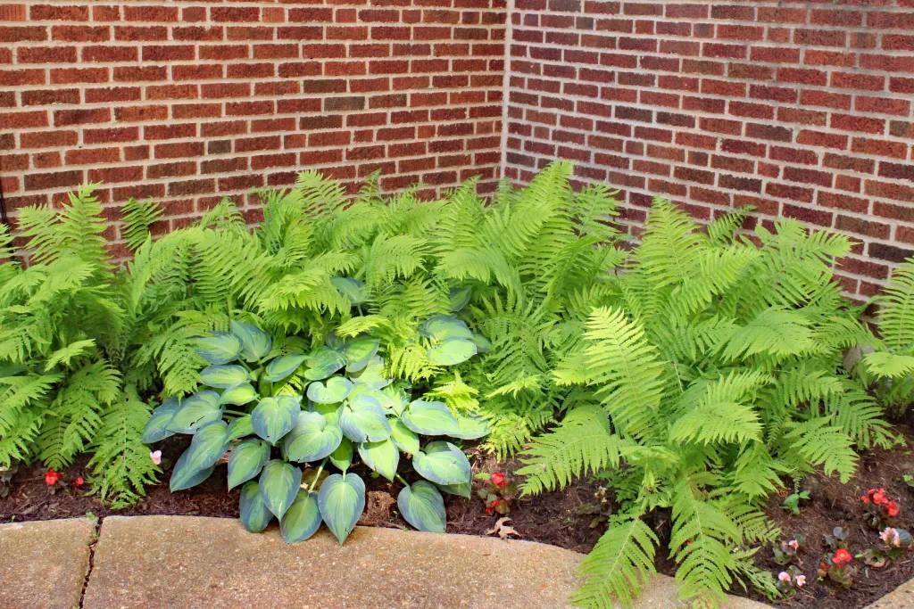 a brick wall with a bunch of green plants in front of it