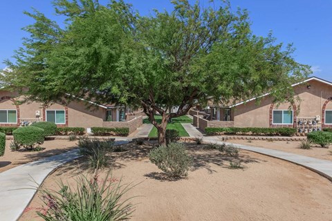 A tree in a courtyard surrounded by bushes and a building in the background.